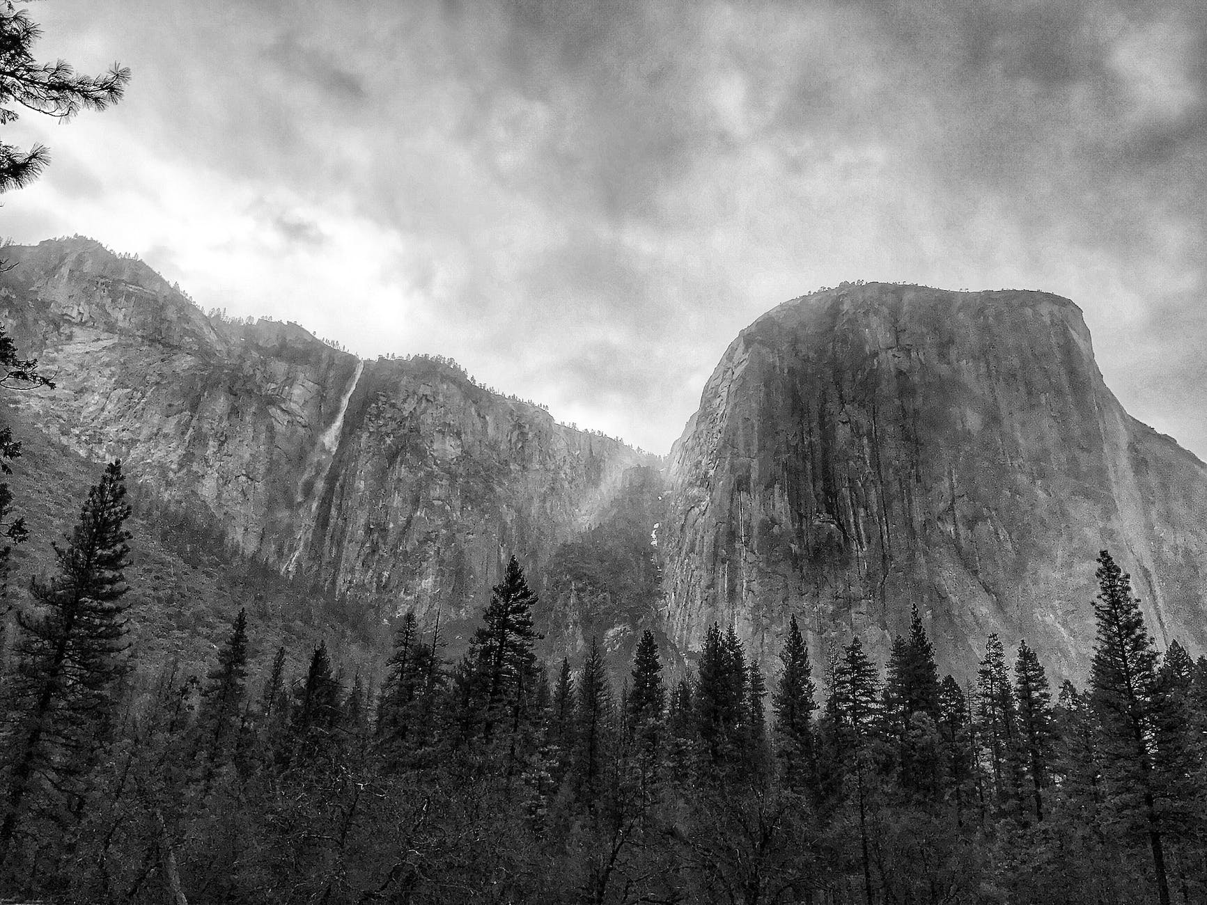 grayscale photo of cliff and pine trees